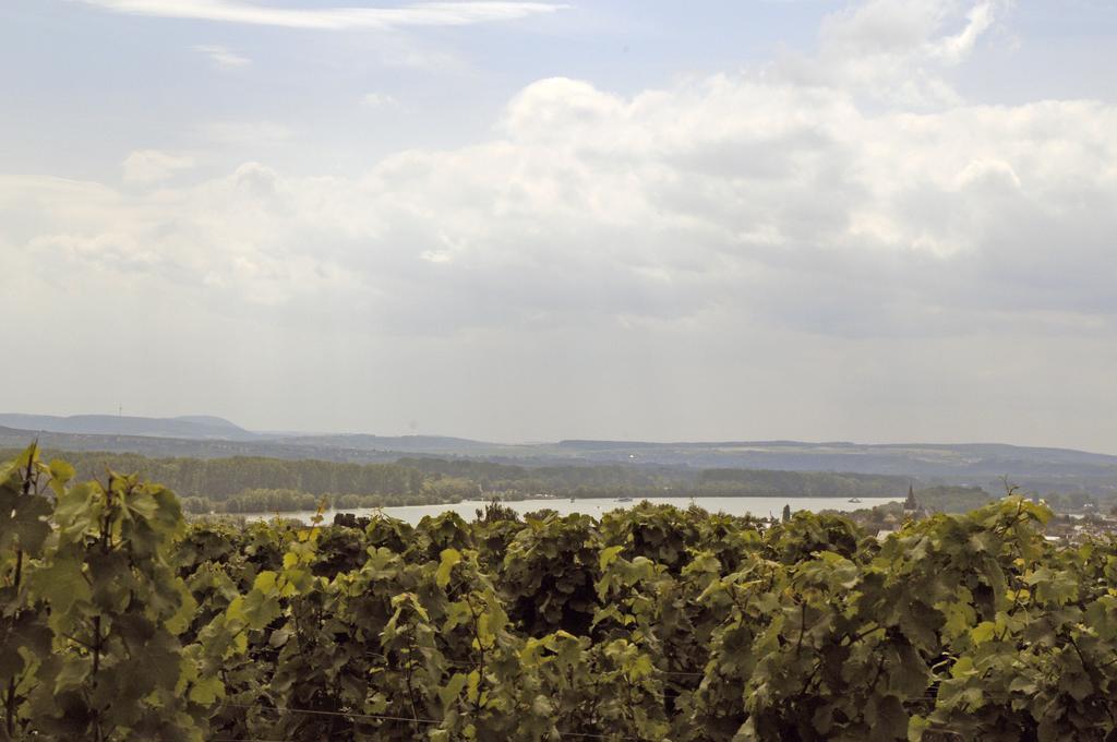 Landgasthof Germania Rüdesheim am Rhein Eksteriør bilde